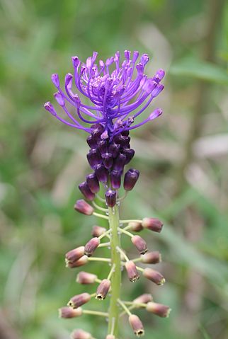 lampascioni