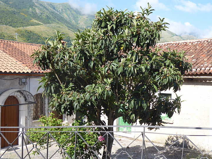 Mispelbaum