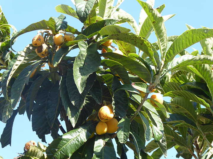 Mispeln am Baum