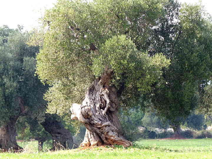 olivenbaum