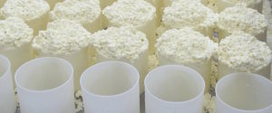 Pecorino-Herstellung