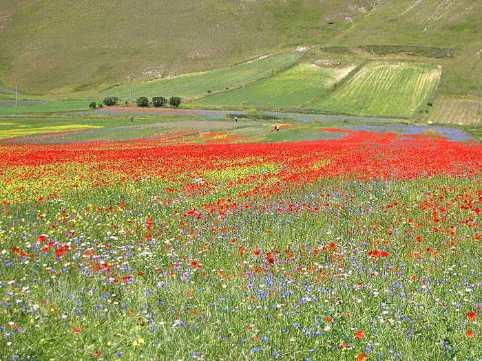 Linsen aus Castelluccio