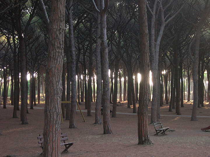 Pineta