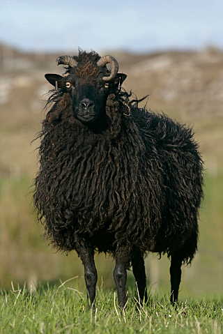Massese