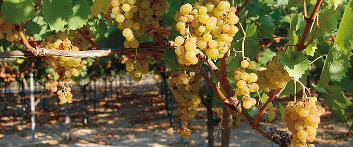Italienische Weine italienische weine
